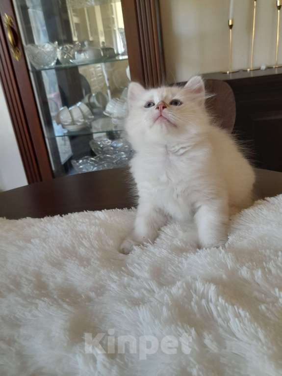 Кошки в Севастополе: Сибирский котенок девочка Девочка, 40 000 руб. - фото 6