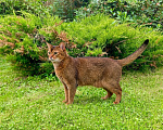 Кошки в Москве: кошка Кася ждет семью Девочка, Бесплатно - фото 2