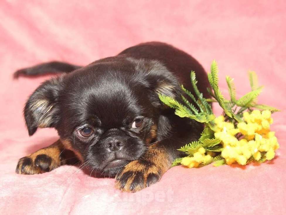 Собаки в Санкт-Петербурге: Красотка Девочка, 80 000 руб. - фото 8