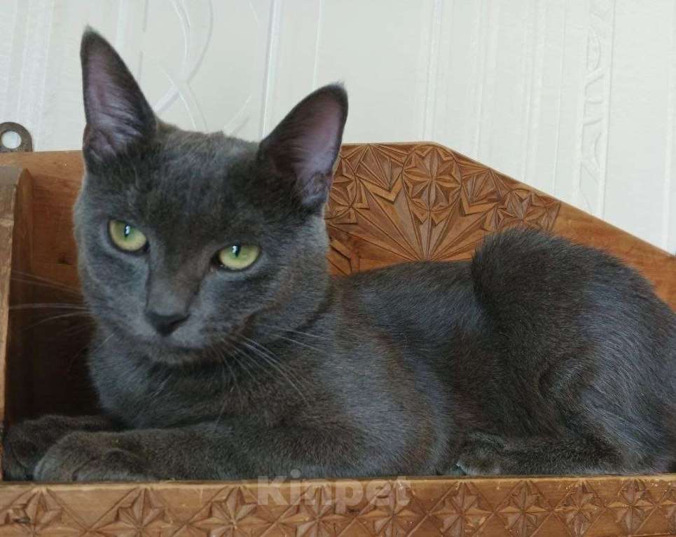 Кошки в Долгопрудном: Оскар идеален для дома Мальчик, Бесплатно - фото 3