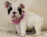 Собаки в Москве: Французский бульдог,щенок Девочка, 130 000 руб. - фото 2