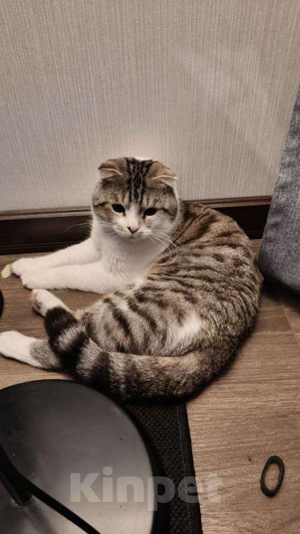 Кошки в Москве: Ищем брошенному на улице коту новых хозяев Мальчик, Бесплатно - фото 3