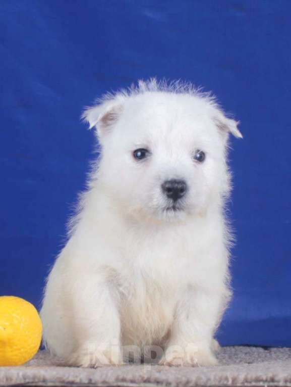 Собаки в Москве: вест хайленд вайт терьер щенки мальчики Мальчик, 80 000 руб. - фото 5