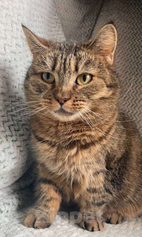 Кошки в Москве: Дарина ищет дом Девочка, Бесплатно - фото 1