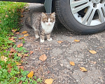 Кошки в Москве: Котенок Пушинка ищет дом Девочка, Бесплатно - фото 5