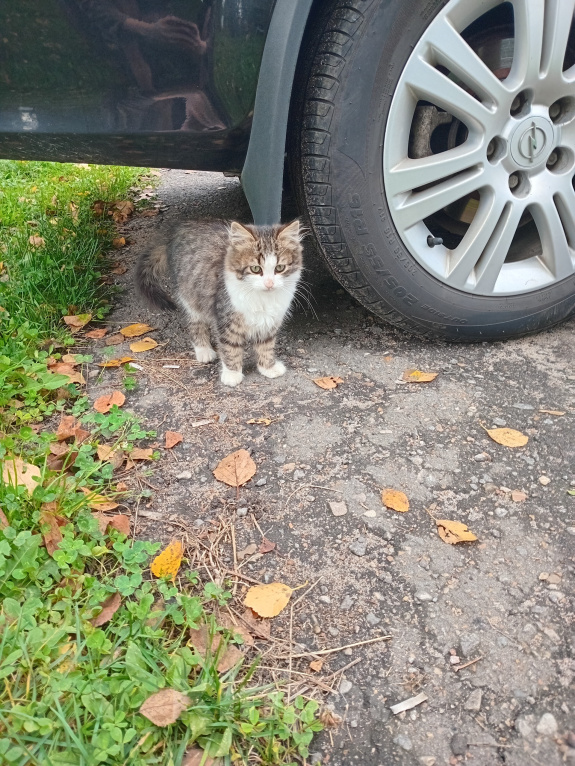 Кошки в Москве: Котенок Пушинка ищет дом Девочка, Бесплатно - фото 5