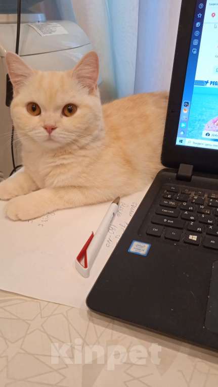 Кошки в Москве: В добрые руки Девочка, Бесплатно - фото 3