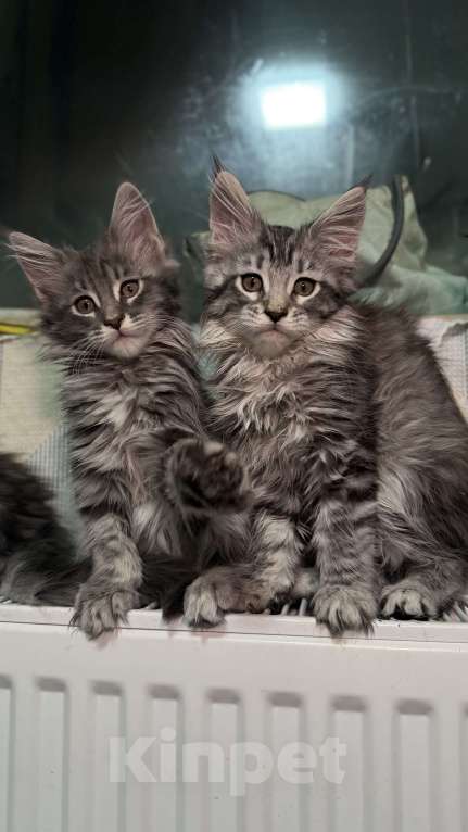 Кошки в Санкт-Петербурге: Котёнок мейн-кун Девочка, 25 000 руб. - фото 2