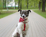 Собаки в Москве: робкий песель нуждается в семье Мальчик, Бесплатно - фото 1