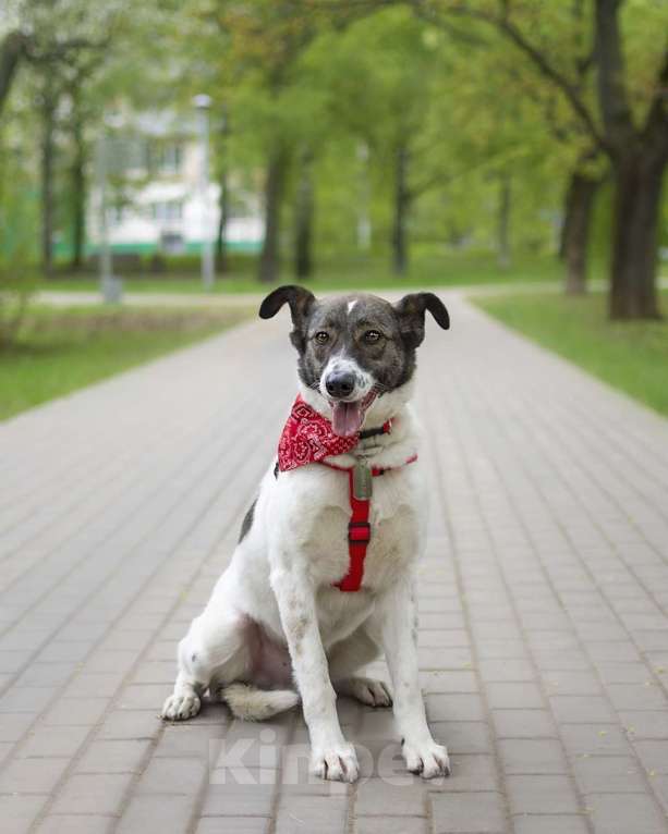Собаки в Москве: робкий песель нуждается в семье Мальчик, Бесплатно - фото 1