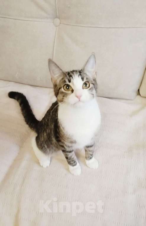 Кошки в Санкт-Петербурге: Очаровательная Нателла ждет родителей Девочка, Бесплатно - фото 3