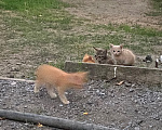 Кошки в Волгограде: Котятки и их мама Девочка, Бесплатно - фото 4