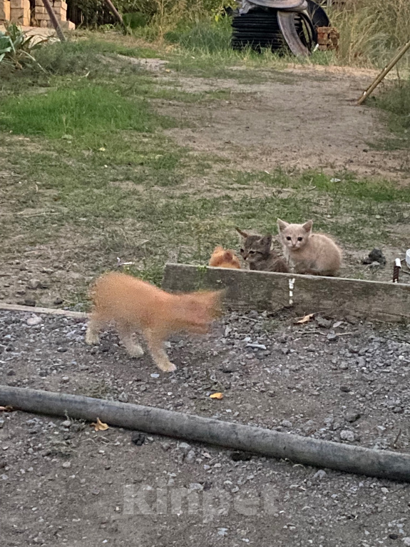Кошки в Волгограде: Котятки и их мама Девочка, Бесплатно - фото 4
