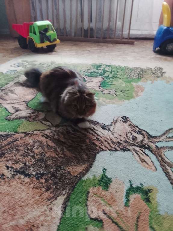 Кошки в Пустошке: Продам шотландскую кошку Окрас в несколько цветов в  Девочка, 5 000 руб. - фото 3