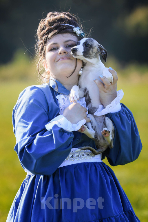 Собаки в Москве: Тиграш уиппет Мальчик, 40 000 руб. - фото 5