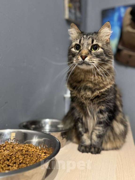 Кошки в Балашихе: Банзай Мальчик, Бесплатно - фото 3