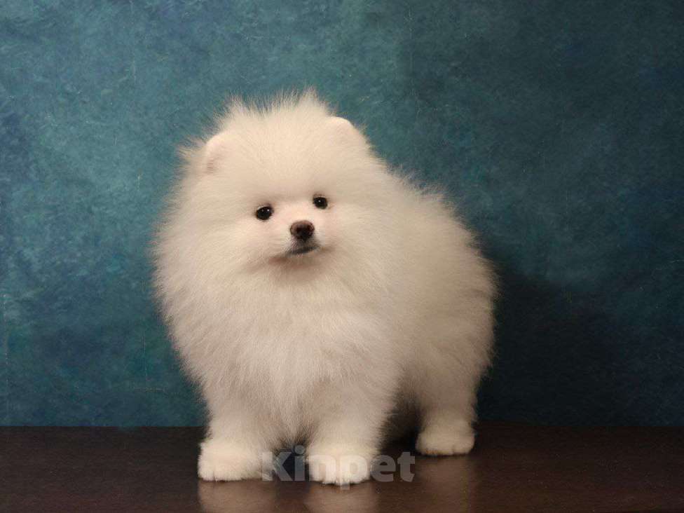 Собаки в Москве: Прелестный померанский шпиц Мальчик, 35 000 руб. - фото 2