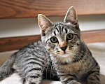 Кошки в Санкт-Петербурге: Ласковый, трогательный котенок Родни в добрые руки Мальчик, 10 руб. - фото 3