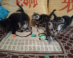 Кошки в Собинке: Бриташки, 2 000 руб. - фото 2