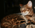 Кошки в Нижнем Новгороде: Бенгальский котенок (котик) Мальчик, 15 000 руб. - фото 1