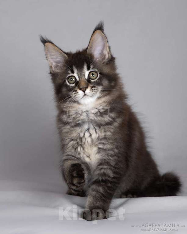 Кошки в Москве: Мейн-кун Зара маленькая пума Девочка, 55 000 руб. - фото 7