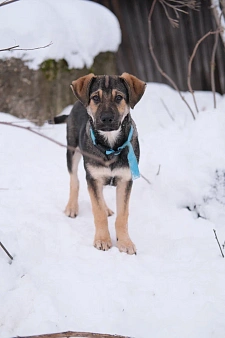 Щенки в добрые руки