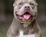 Собаки в Москве: Американский Булли Девочка, 120 000 руб. - фото 8