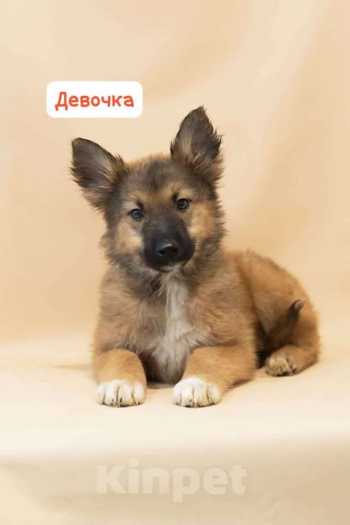 Собаки в Москве: Щенки всех окрасов в добрые руки Мальчик, 1 руб. - фото 9