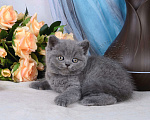 Кошки в Мурином: Британский котик голубого окраса (светлого оттенка) Мальчик, 38 000 руб. - фото 3