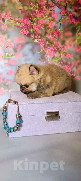 Собаки в Москве: Миниатюрная красотка Девочка, 30 000 руб. - фото 5