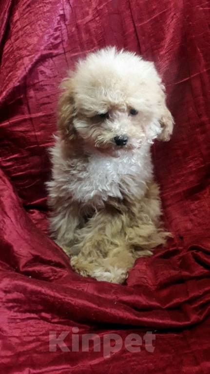 Собаки в Москве: Той пудели Мальчик, 33 000 руб. - фото 3