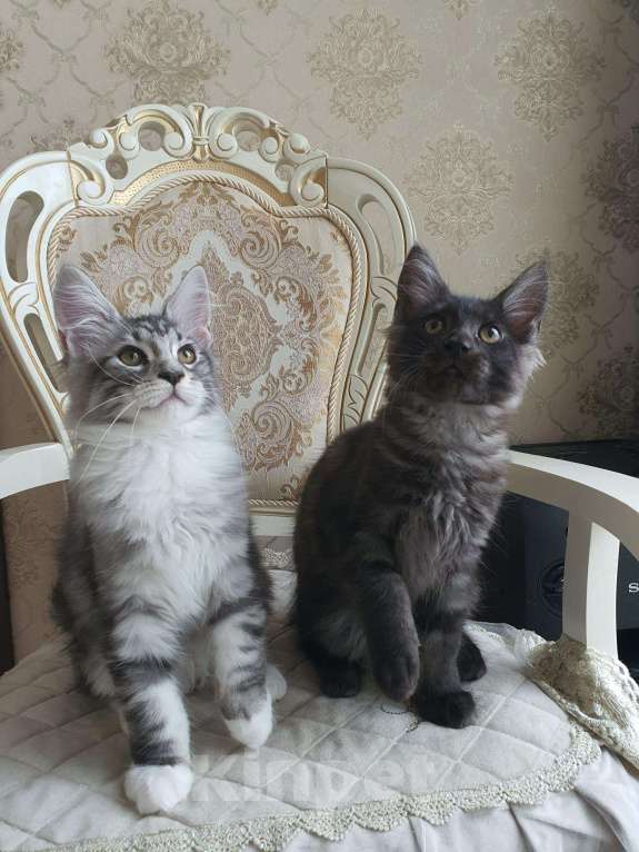 Кошки в Москве: Котята мейн кун 2 кота, 35 000 руб. - фото 1