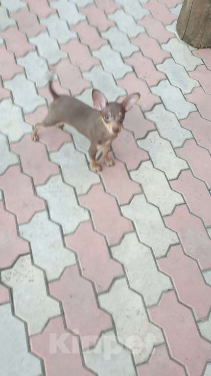 Собаки в Оренбурге: Щенок породы Русский той- Багги Лилак энд Тан, Мальчик, 50 000 руб. - фото 6