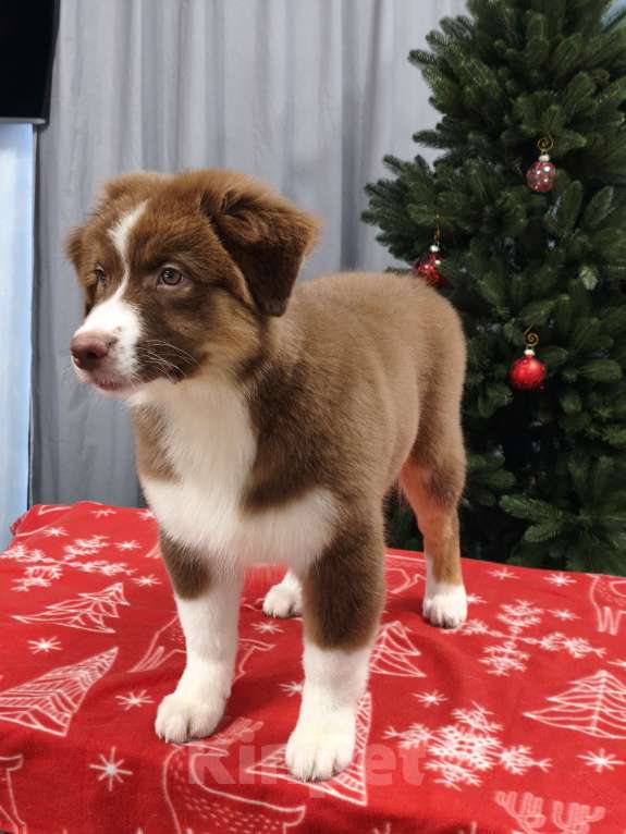 Собаки в Липецке: Австралийская овчарка Девочка, 90 000 руб. - фото 3