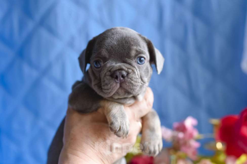 Собаки в Москве: мальчик лилак тан , документы доставка Мальчик, 80 000 руб. - фото 3