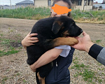 Собаки в Приморско-Ахтарске: Продаются щенки немецкой овчарки. Разнополые, Бесплатно - фото 3