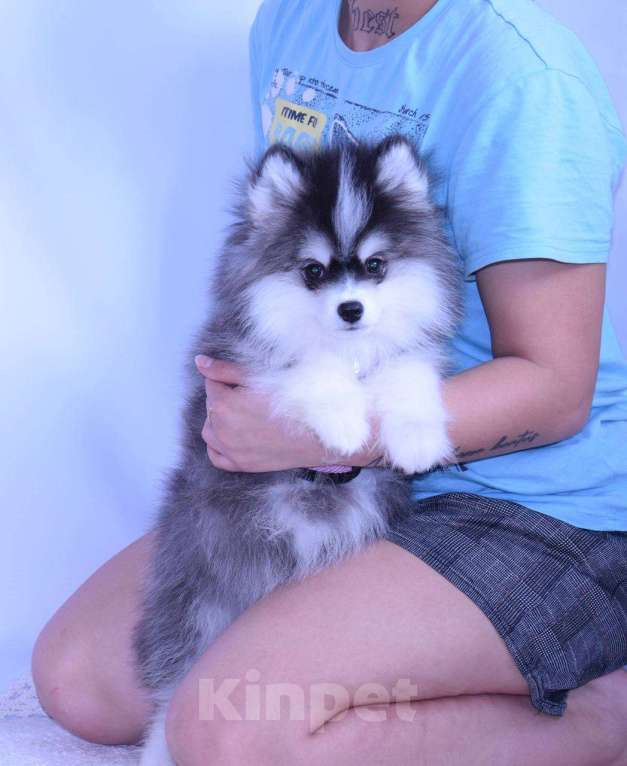 Собаки в Краснодаре: Самый маленький Помски Мальчик, 500 000 руб. - фото 4