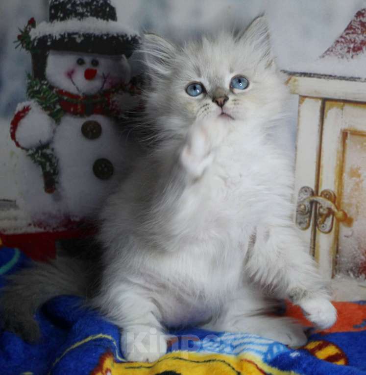 Кошки в Кирове: Невская маскарадная кошечка Девочка, Бесплатно - фото 4