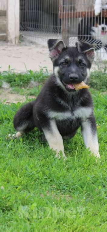 Собаки в Москве: Радомира Девочка, 45 000 руб. - фото 2