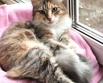 Кошки в Москве: Трехцветная пушистая Шаня, кошечка в добрые руки. Девочка, Бесплатно - фото 5