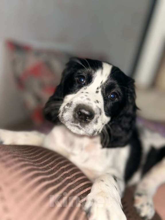 Собаки в других городах Московской области: Щенки русского охотничьего спаниеля. Девочка, 15 000 руб. - фото 7