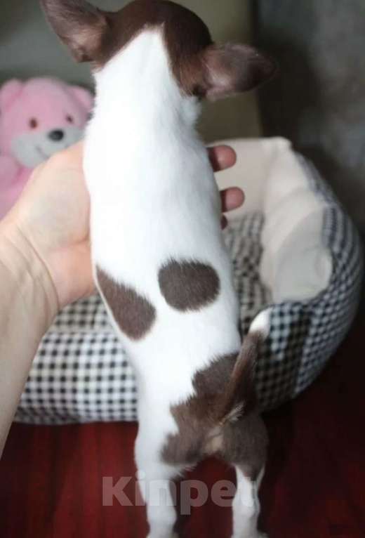 Собаки в Москве: Девочка чихуахуа шоколадный триколор Девочка, 45 000 руб. - фото 2