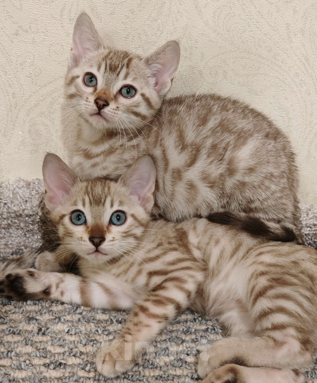 Кошки в Москве: Леопардовая розетка бенгальского котенка Девочка, 25 000 руб. - фото 1