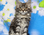 Кошки в Москве: Котёнок Мейн Кун Девочка из питомника Девочка, 50 000 руб. - фото 3