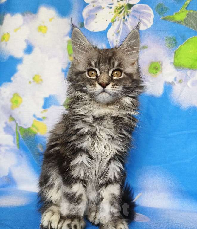 Кошки в Москве: Котёнок Мейн Кун Девочка из питомника Девочка, 50 000 руб. - фото 3