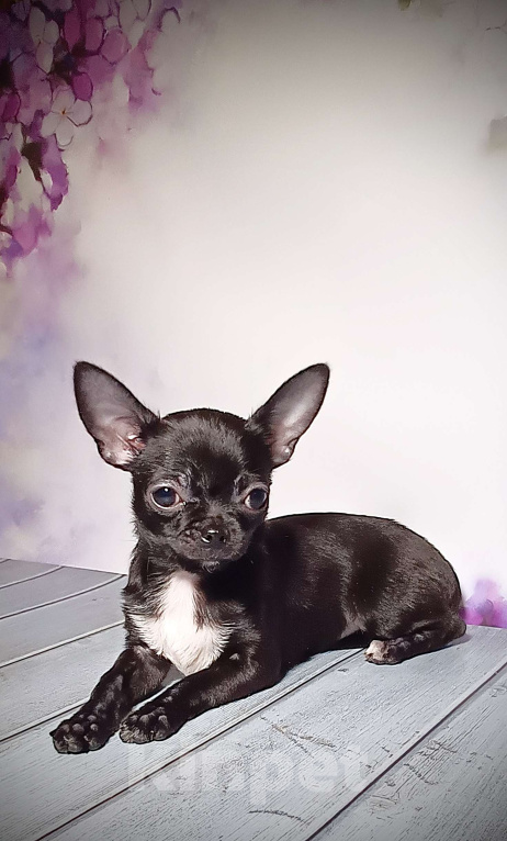 Собаки в Москве: Черная жемчужина Девочка, 85 000 руб. - фото 1