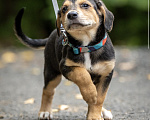 Собаки в Москве: 🐶 Бусинка ищет свою семью! 🐶 Девочка, Бесплатно - фото 5