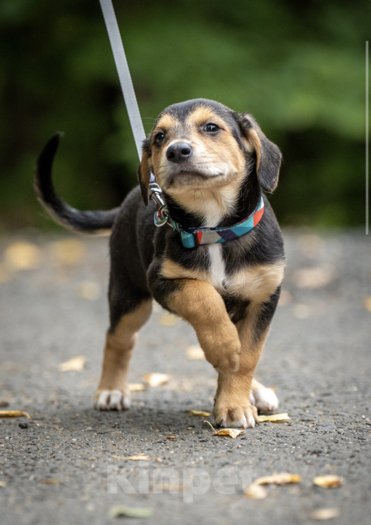 Собаки в Москве: 🐶 Бусинка ищет свою семью! 🐶 Девочка, Бесплатно - фото 5