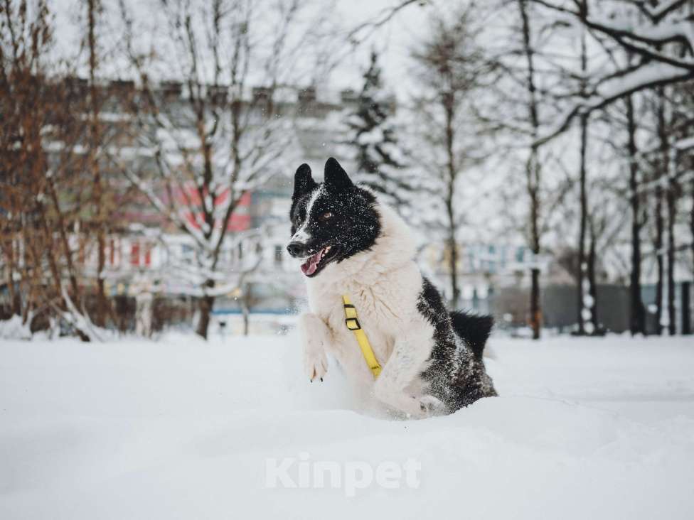 Собаки в Москве: Север – энергичный пес, рожденный для приключений.💫 Мальчик, Бесплатно - фото 10