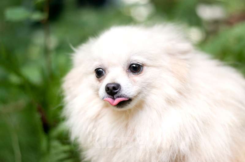 Собаки в Москве: Шпиц Шоко в добрые руки Девочка, Бесплатно - фото 3